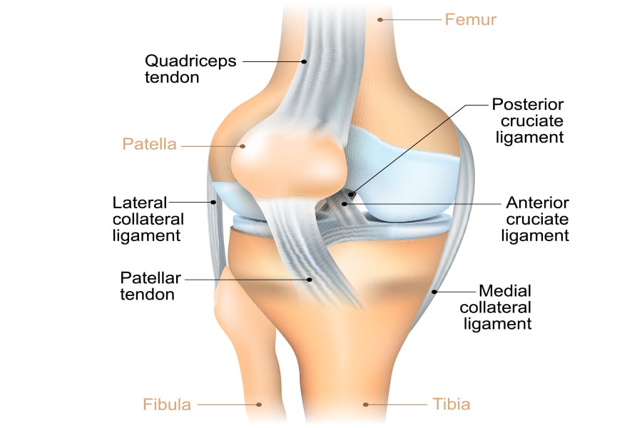 Anterior Cruciate Ligament (ACL) & Medial Collateral Knee Ligament