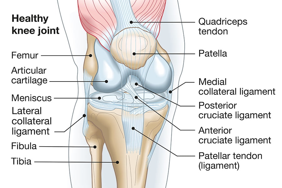 all knee ligaments